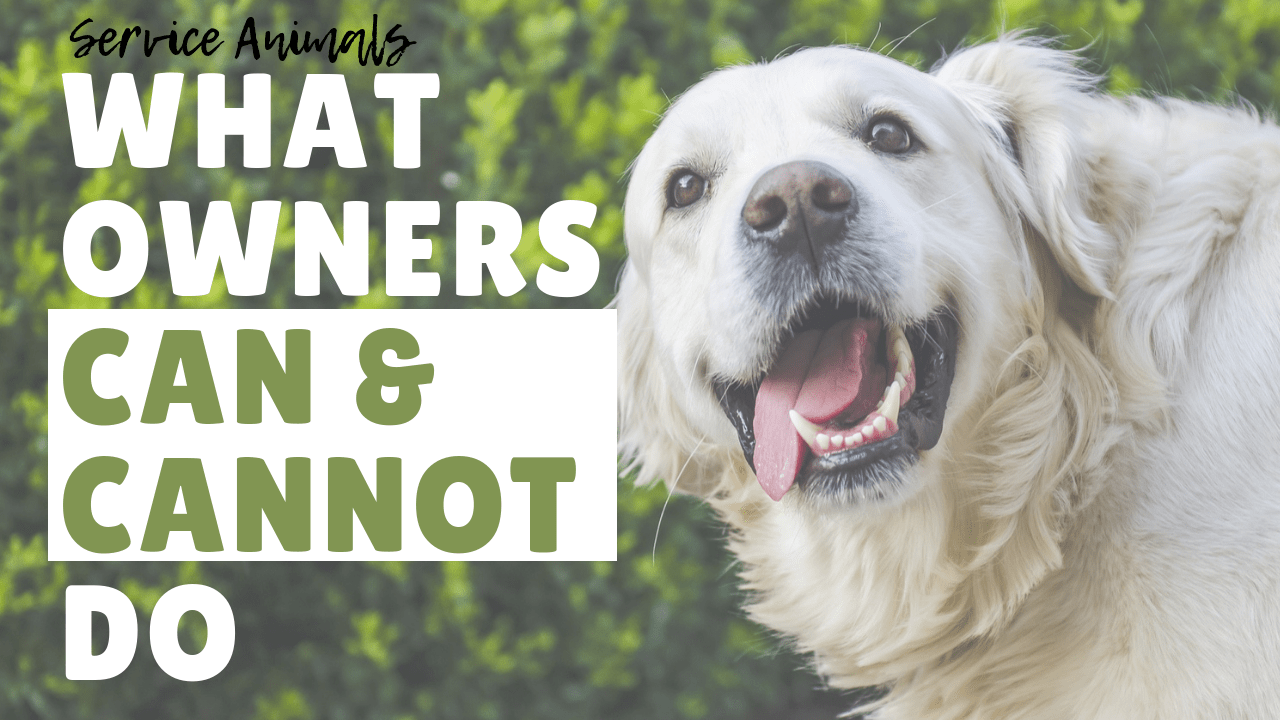 Service Animals – What Owners Can and Cannot do in Oakland